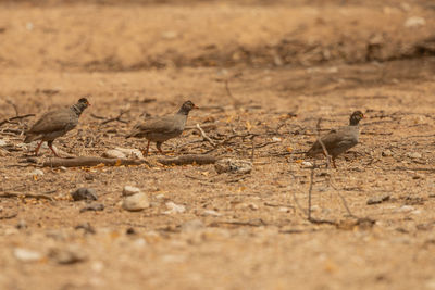 Flock of birds on land