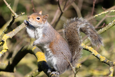 Grey squirrel on a branch