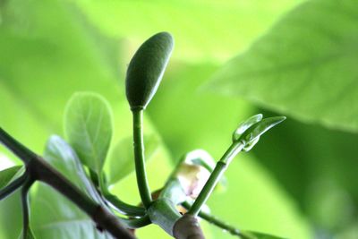 Close-up of raindrops on plant