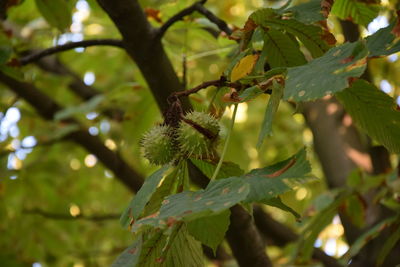 Close-up of green leaves on branch