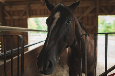 Close-up of horse in stable