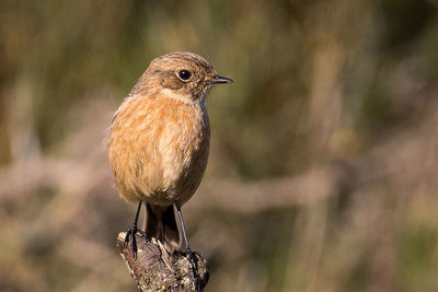 Close-up of european stonechat perching on dried plant