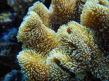 Close-up of fish underwater