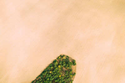 Aerial view of trees on arid land