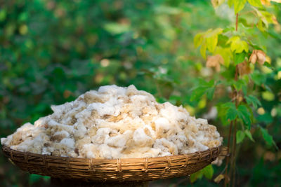 Close-up of mushrooms in basket