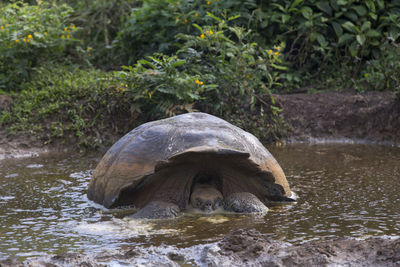 View of a turtle in the water