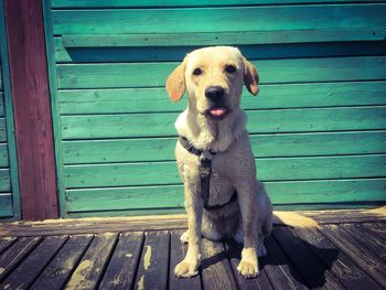 Portrait of dog sitting on wood