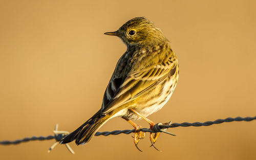 Close-up of bird perching on barbed wire