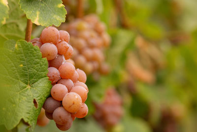 Close-up of berries growing on tree