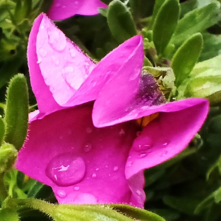 plant, flower, flowering plant, beauty in nature, growth, freshness, petal, pink, close-up, fragility, leaf, nature, flower head, inflorescence, plant part, water, drop, no people, wet, day, macro photography, outdoors, botany, springtime, purple, pollen, green, focus on foreground, magenta