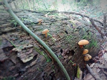 High angle view of mushrooms growing on field