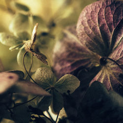 Extreme close-up of leaves