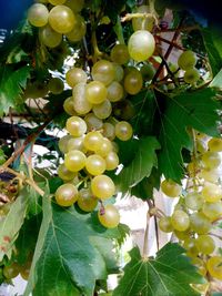 Close-up of grapes hanging on tree