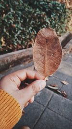 Close-up of hand holding maple leaf