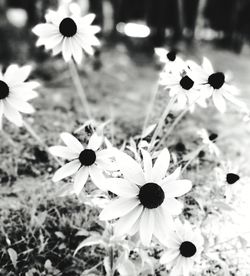 Close-up of flowers blooming outdoors