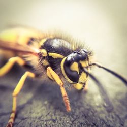 Close-up of insect