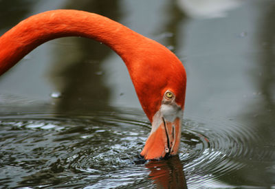 Close-up of orange flamingo drinking water from lake