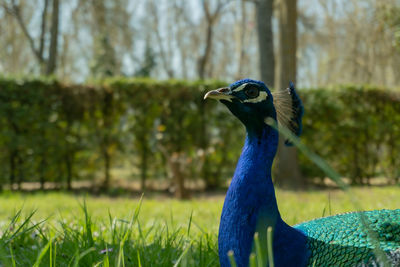 Close-up of a bird on field