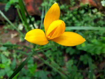 Close-up of yellow flowering plant