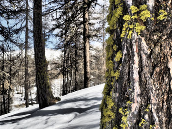 Trees growing on snow covered land