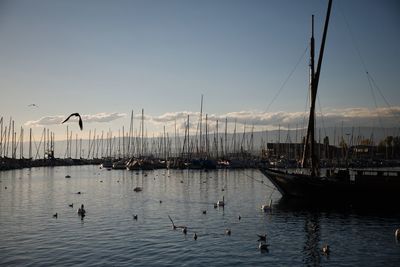 View of seagulls at harbor