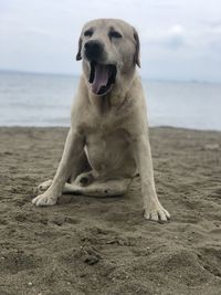 Dog lying on beach