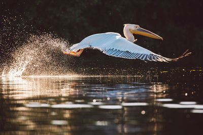 View of birds flying over lake