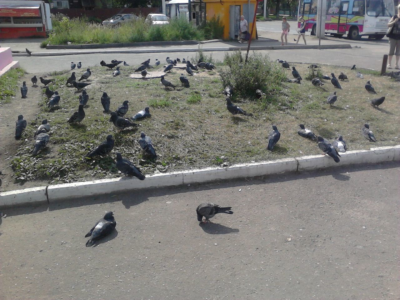 bird, animal themes, animals in the wild, wildlife, pigeon, building exterior, street, built structure, architecture, flock of birds, road, medium group of animals, city, flying, day, high angle view, outdoors, two animals, duck