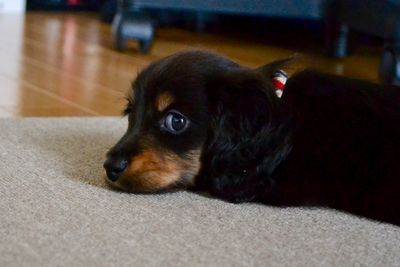 Close-up of dog on floor