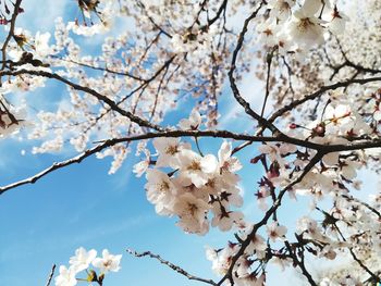 Low angle view of cherry blossoms against sky