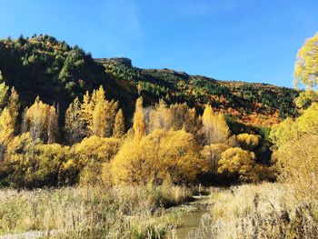 Trees in forest against sky during autumn