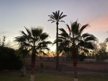 Palm trees on field against sky at sunset