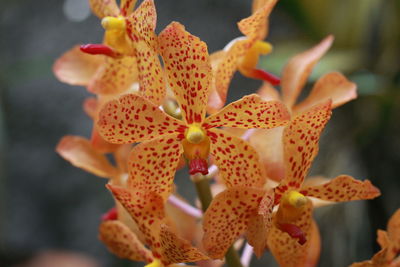 Close-up of flowering plant