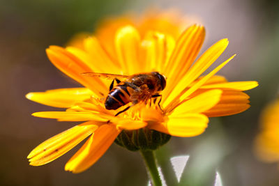 Honey bee on yellow flower