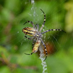 Close-up of spider on web