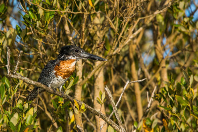 Close-up of bird perching on branch