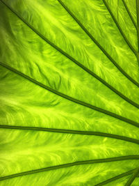 Full frame shot of palm leaf