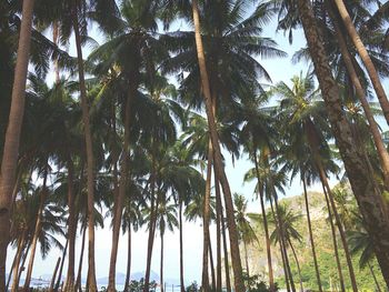 Low angle view of palm trees against sky