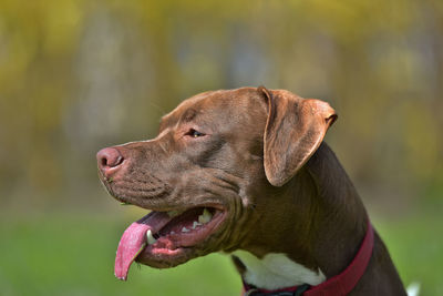 Close-up of a dog looking away