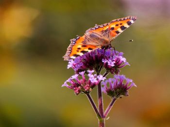 Close-up of butterfly with open wings on purple flower