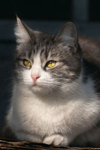 Close-up portrait of a cat