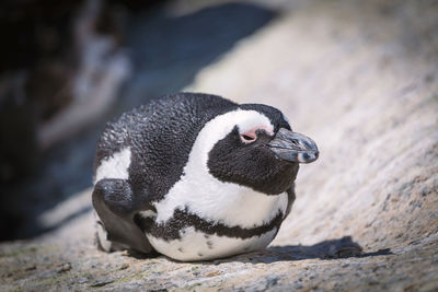 Close-up of penguin on rock in zoo
