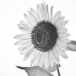 Close-up of sunflower