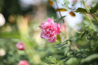 Close-up of pink rose