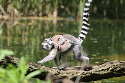 View of monkey on tree