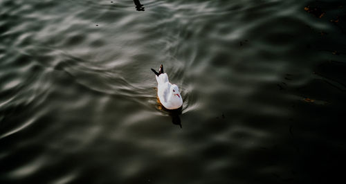 High angle view of fish swimming in lake