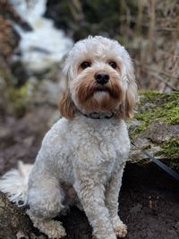 Portrait of a dog on field