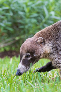 Close-up of a white-nosed coati on grass