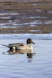 Duck swimming in lake