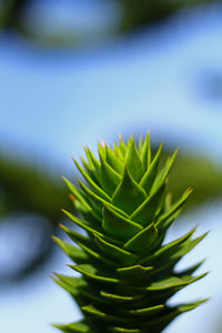 Close-up of succulent tree